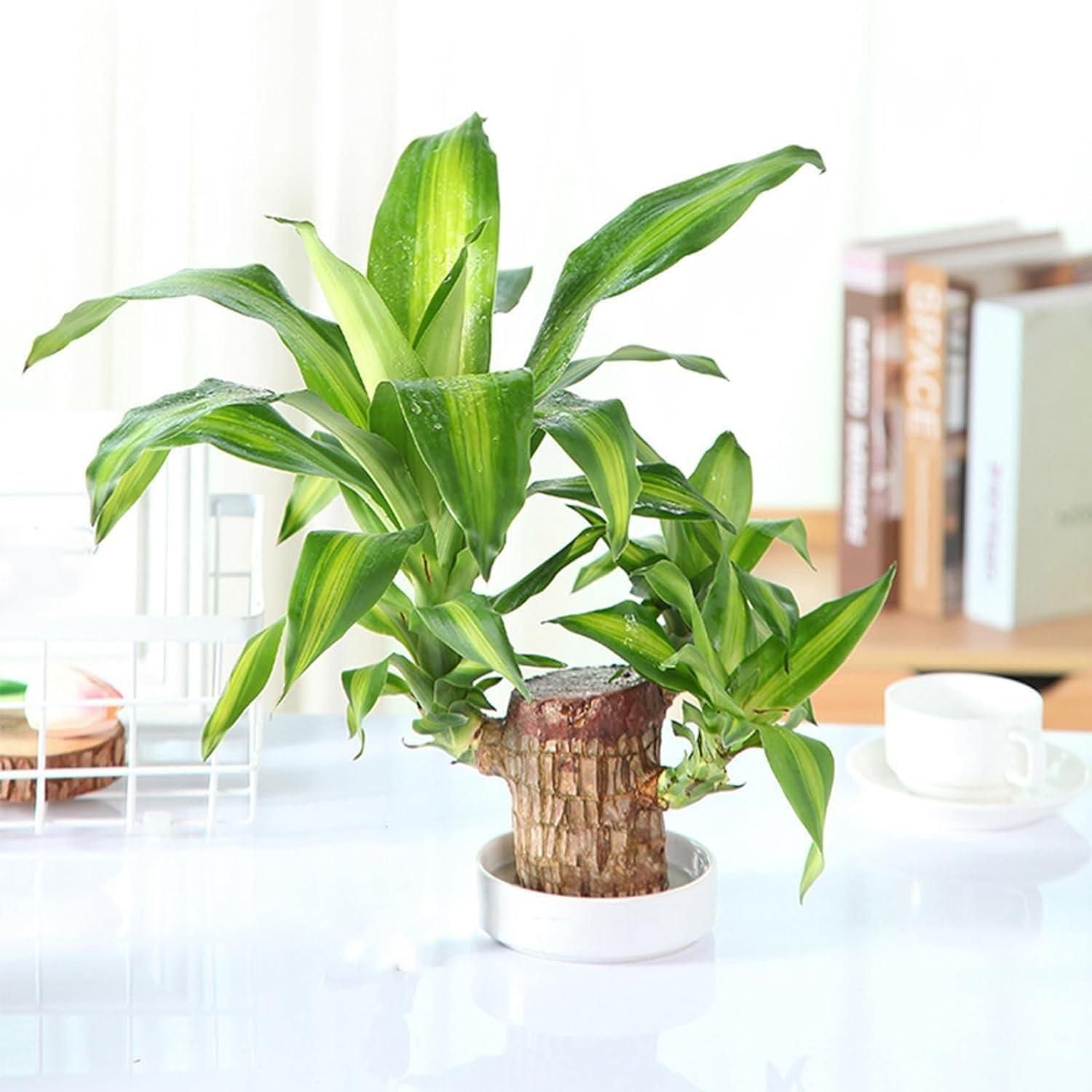 brazilian lucky wood plant for indoor decor