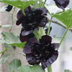 black hollyhock flower plant for garden decoration
