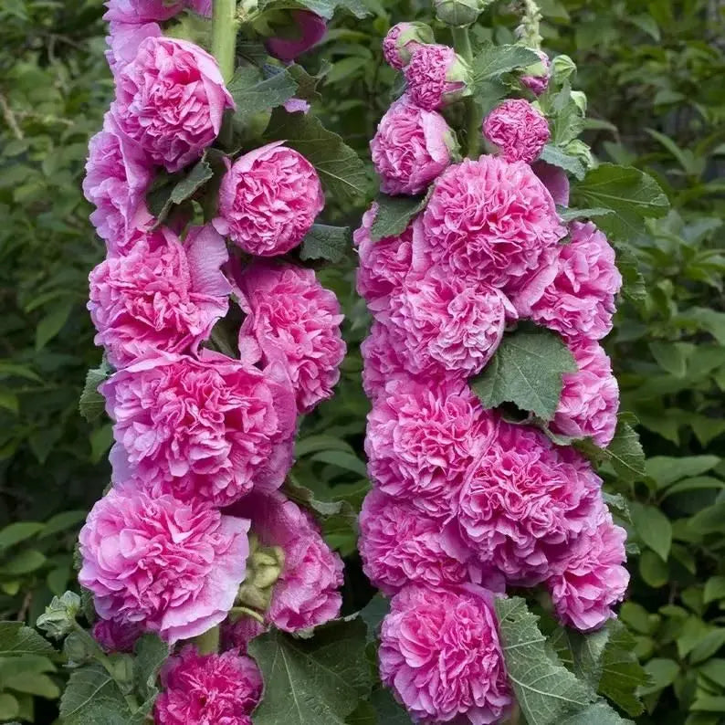 dark pink hollyhock flower plant for garden decoration