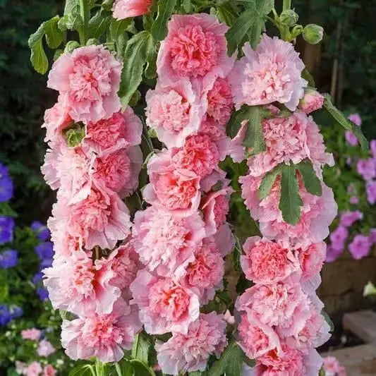 pink hollyhock flower grown from imported hollyhock seeds