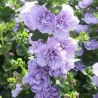 purple hollyhock flower grown in home garden