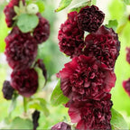 red hollyhock flower plant for home garden