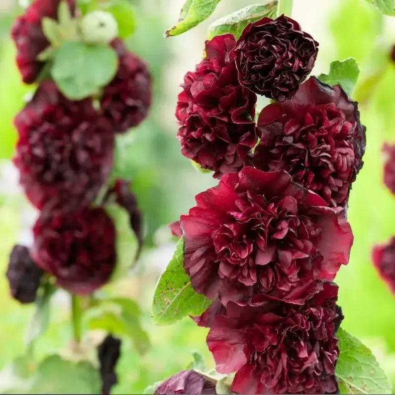 red hollyhock flower plant for home garden