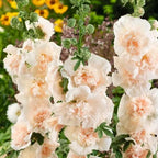 yellow hollyhock flower suitable for outdoor gardening