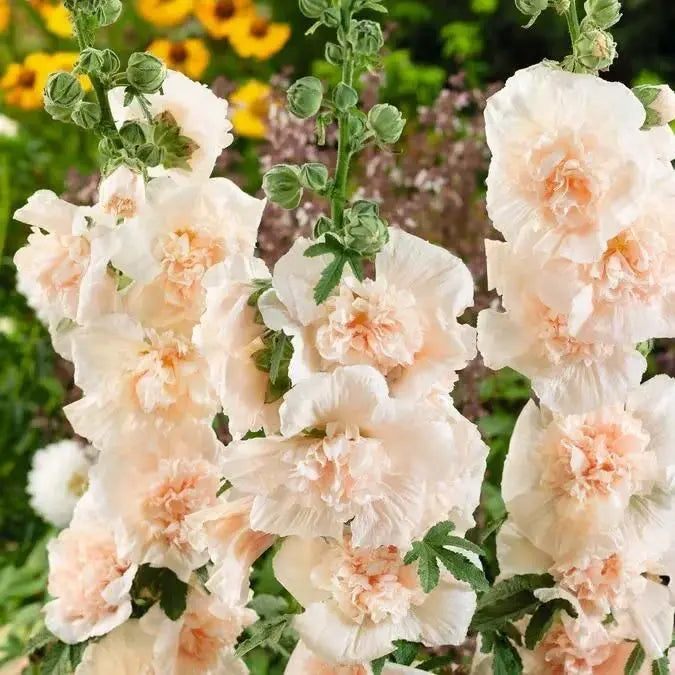 yellow hollyhock flower suitable for outdoor gardening